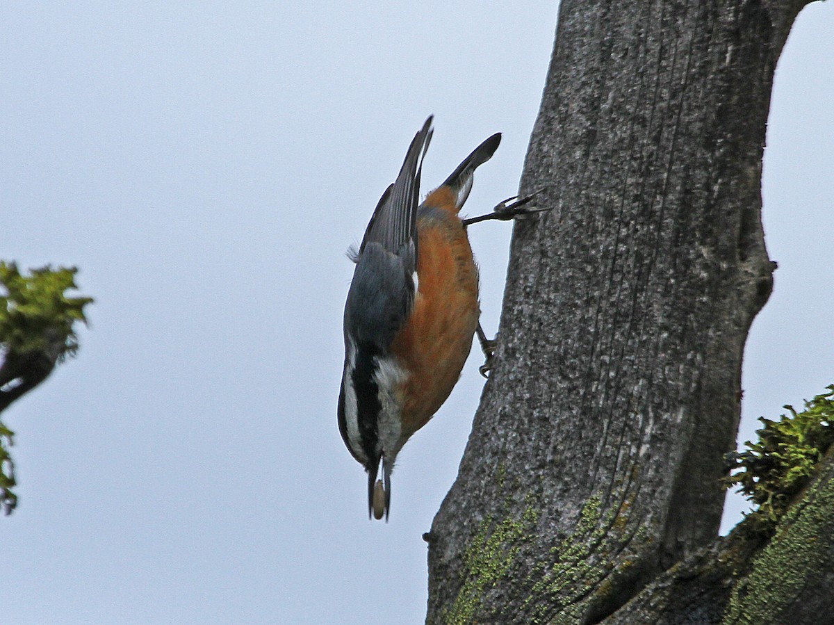 Red-breasted Nuthatch - ML181268461