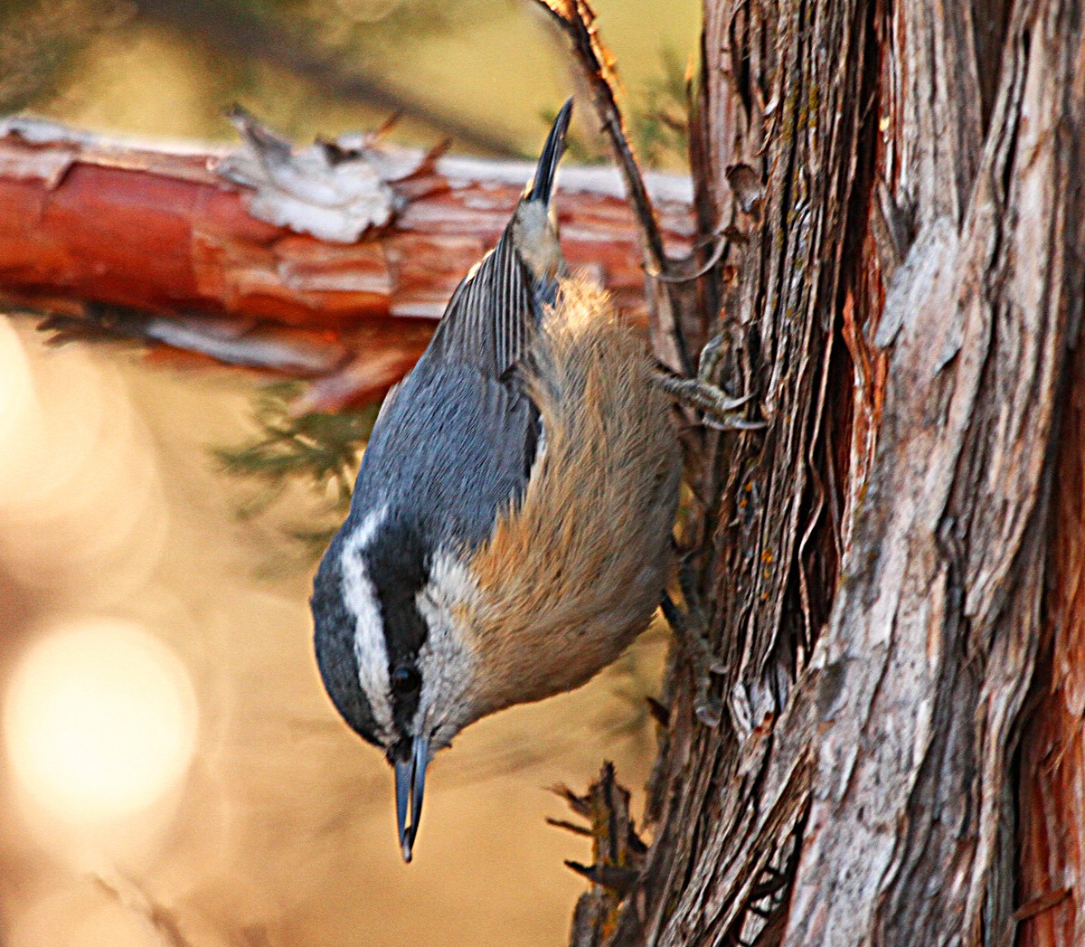 Red-breasted Nuthatch - ML181268471