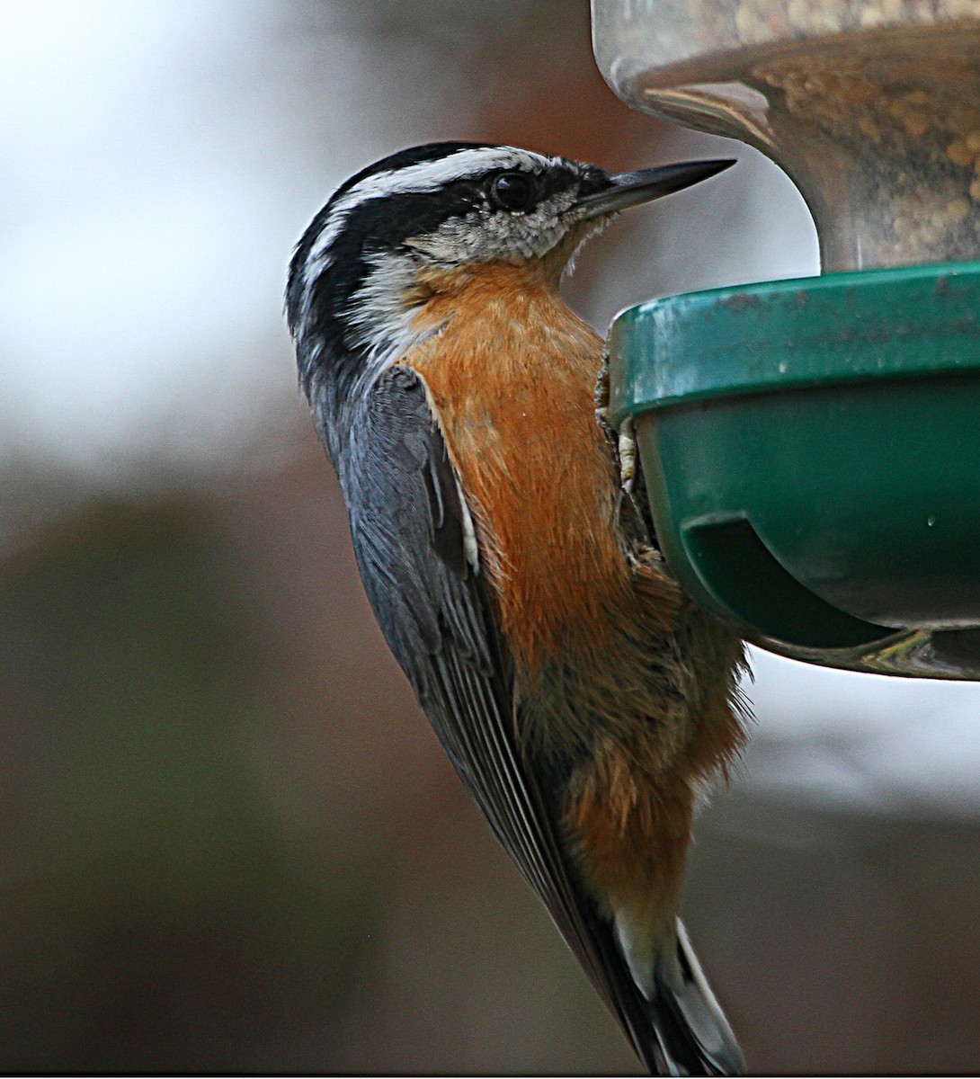 Red-breasted Nuthatch - ML181268511
