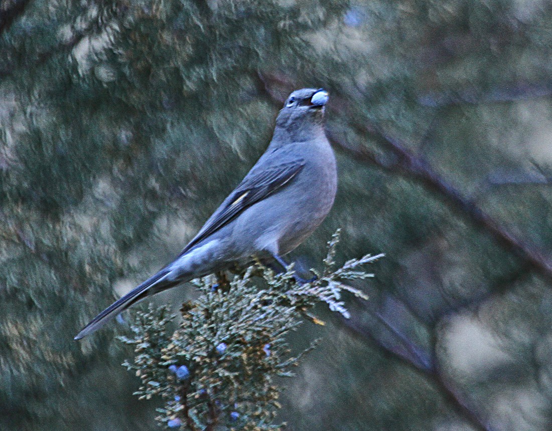 Townsend's Solitaire - ML181268591