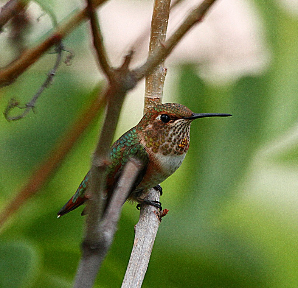 Rufous Hummingbird - ML181270711