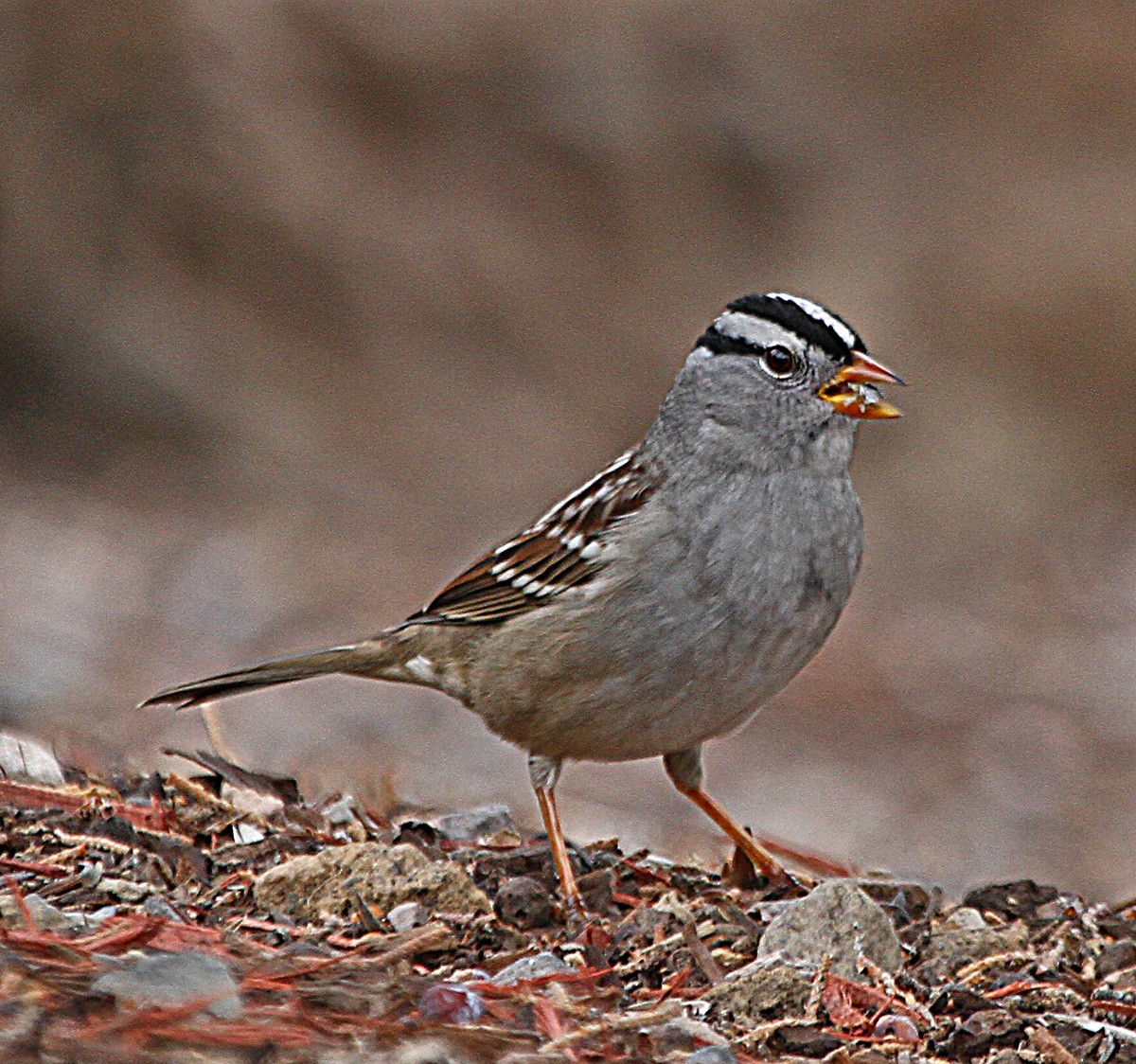 White-crowned Sparrow - ML181271541