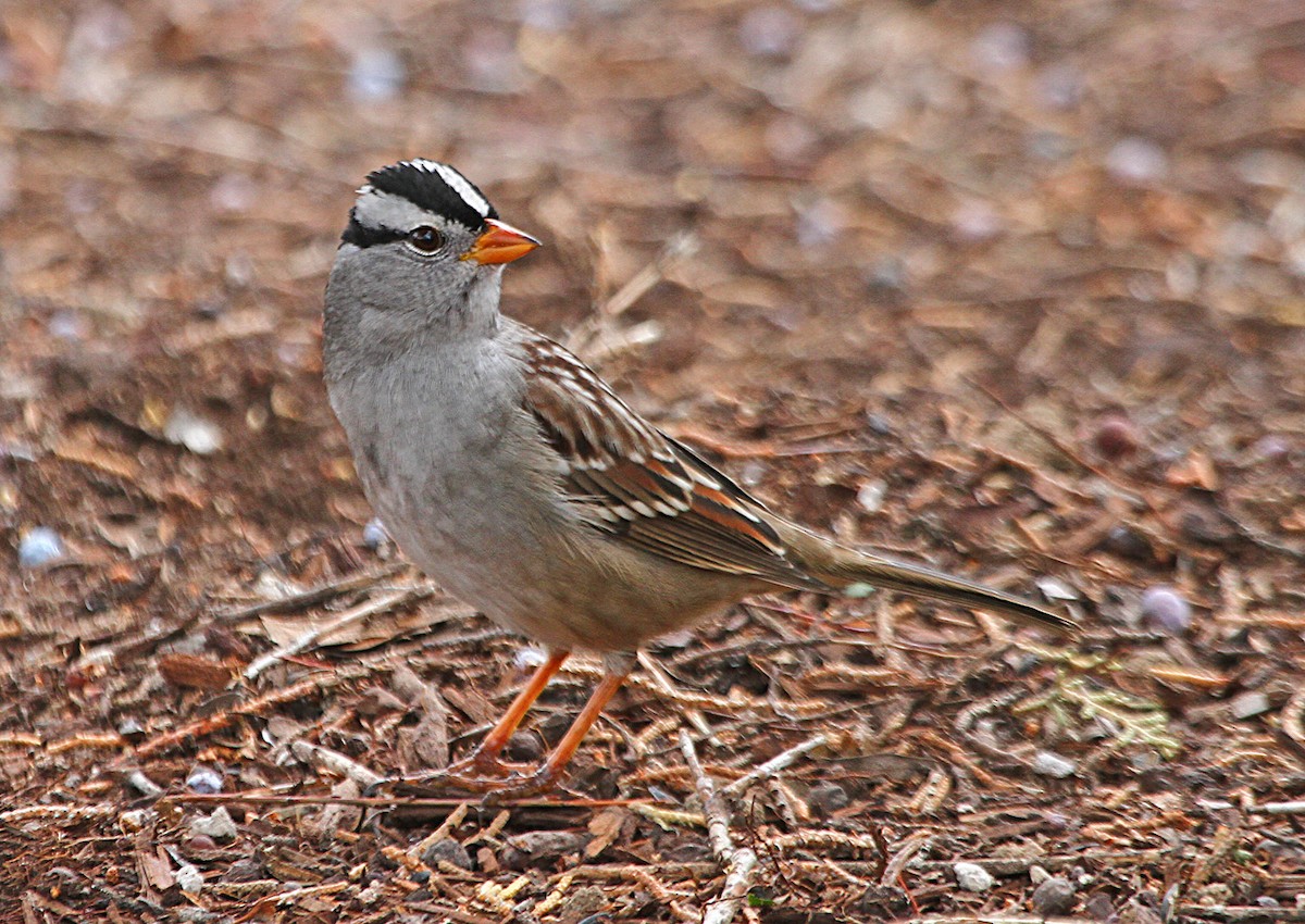 White-crowned Sparrow - ML181271551