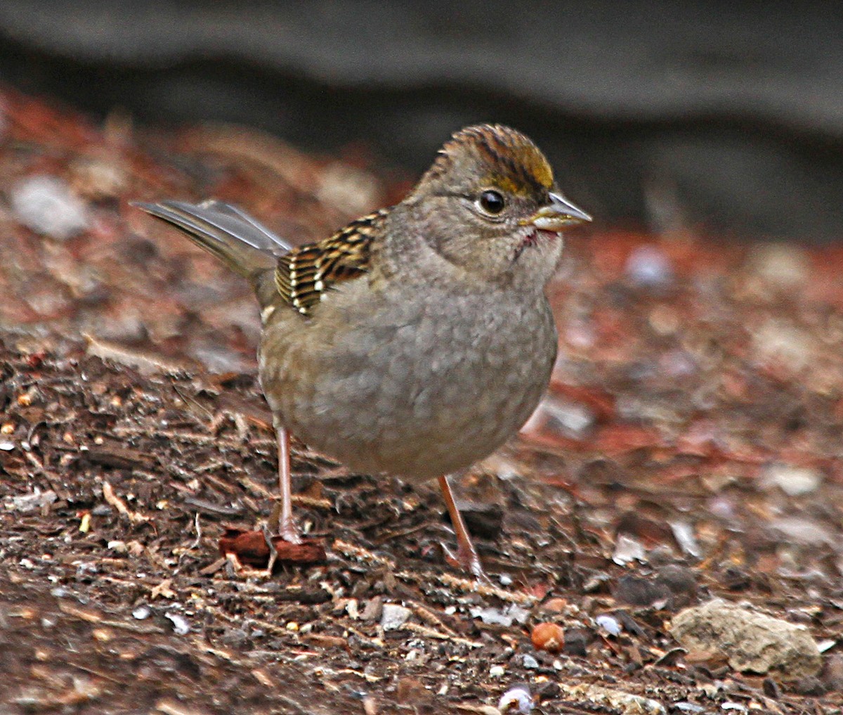 Golden-crowned Sparrow - Douglas Jeffries