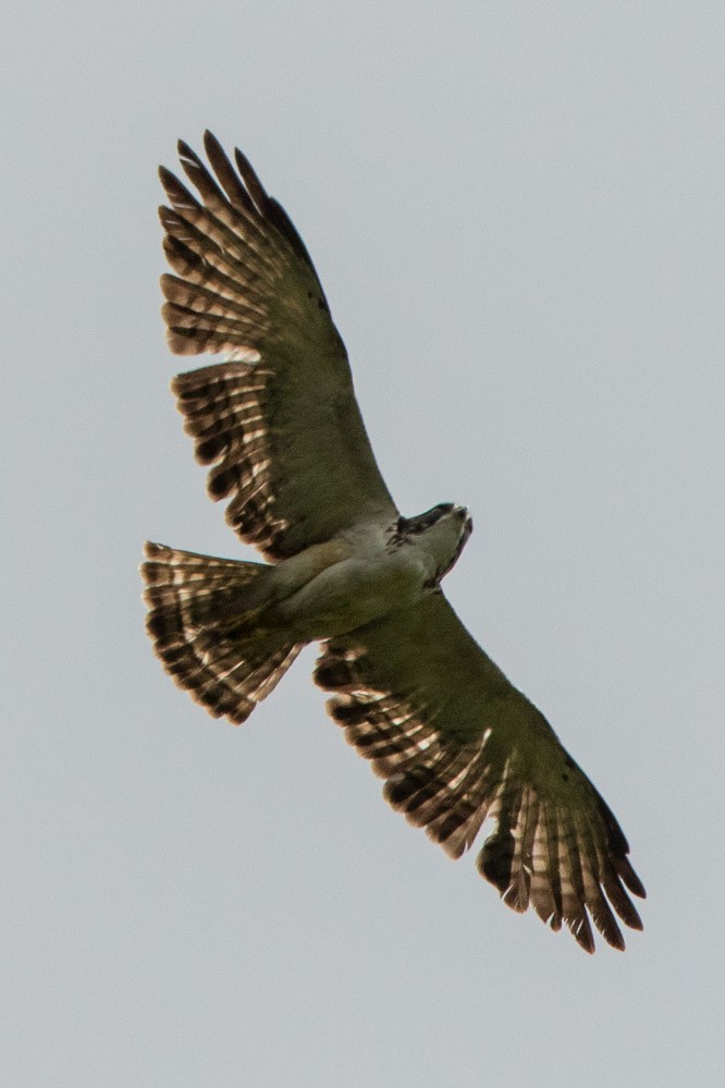 Short-tailed Hawk - Cathy Bleier