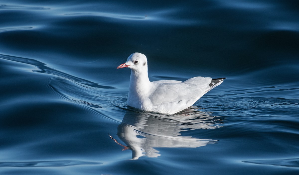 Black-headed Gull - Simon Boivin