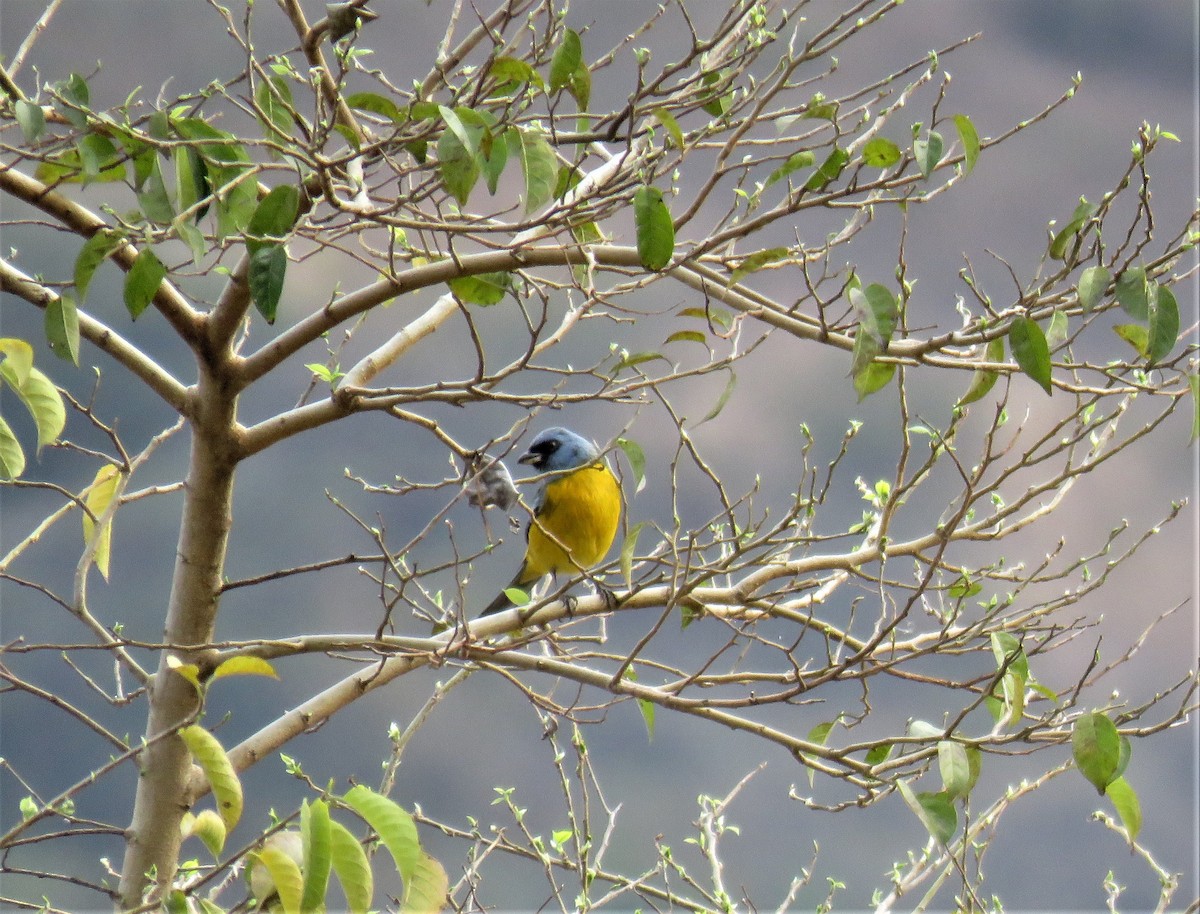 Blue-and-yellow Tanager - ML181279001