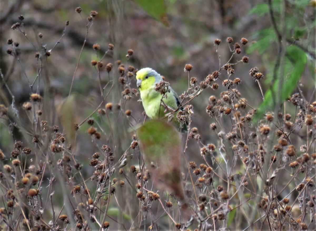 Yellow-faced Parrotlet - ML181281271