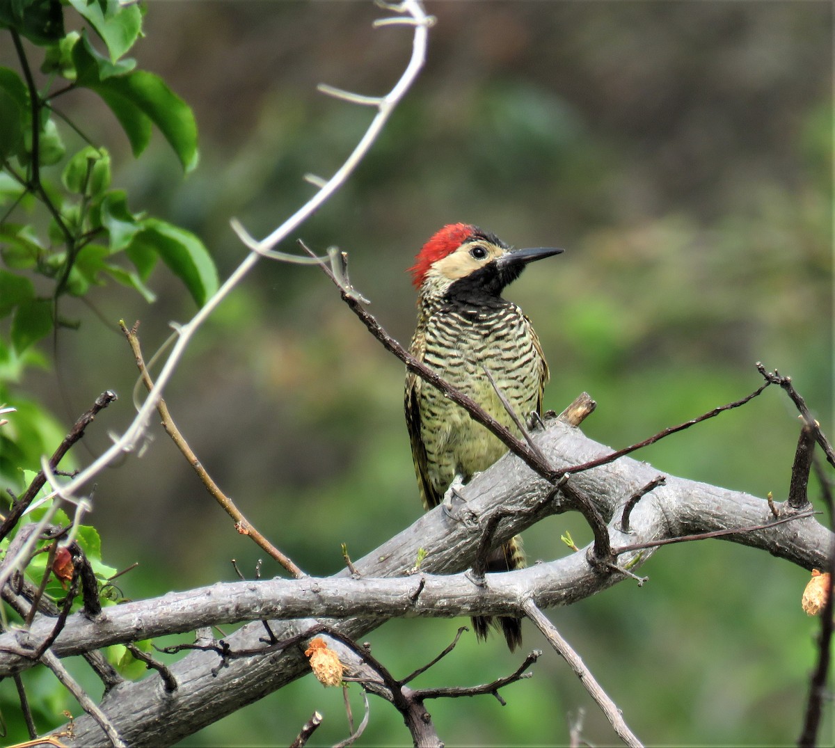 Black-necked Woodpecker - ML181287441