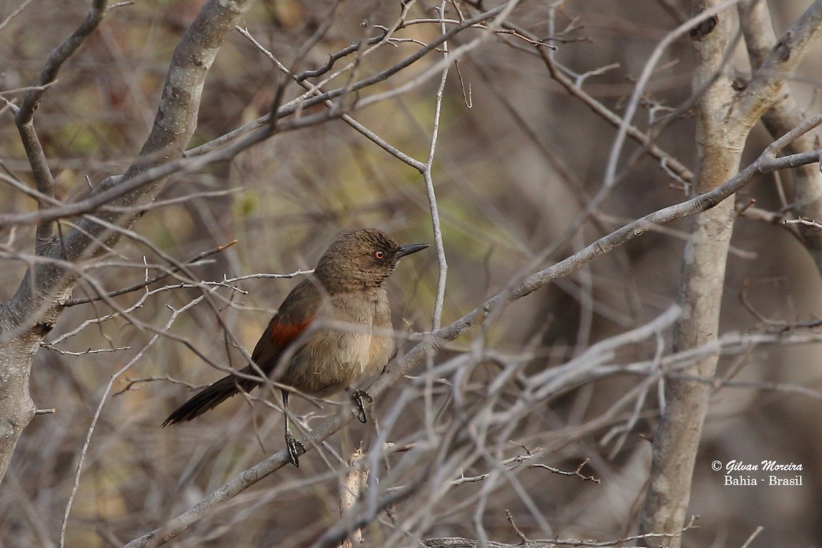 Red-shouldered Spinetail - ML181287621