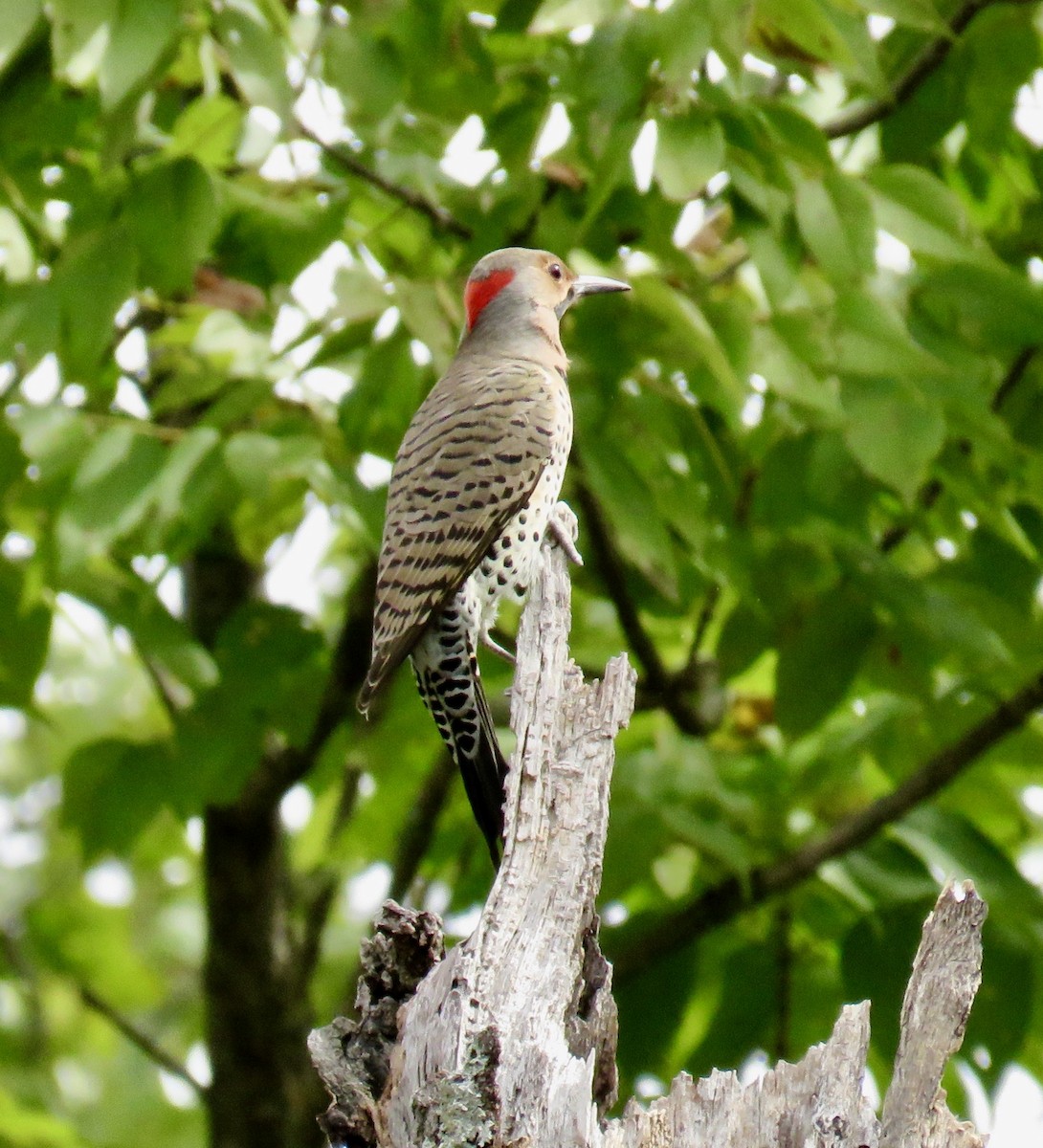 Northern Flicker (Yellow-shafted) - ML181288541