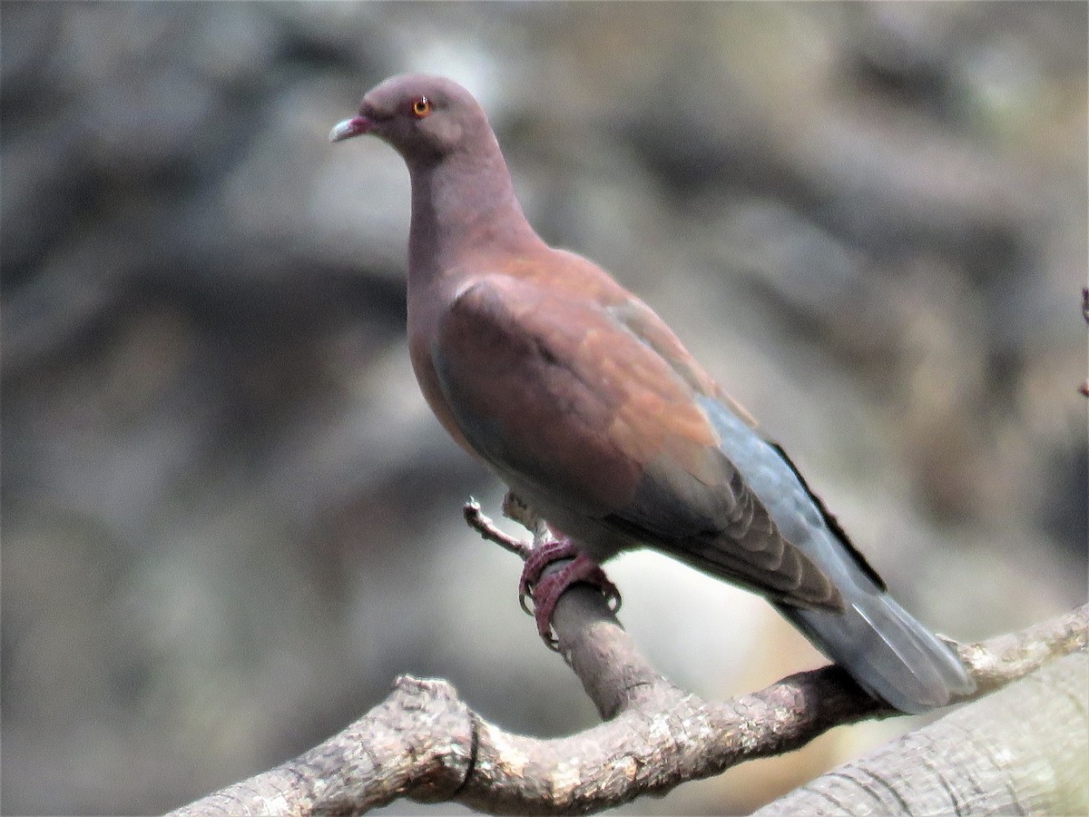 Peruvian Pigeon - ML181288951