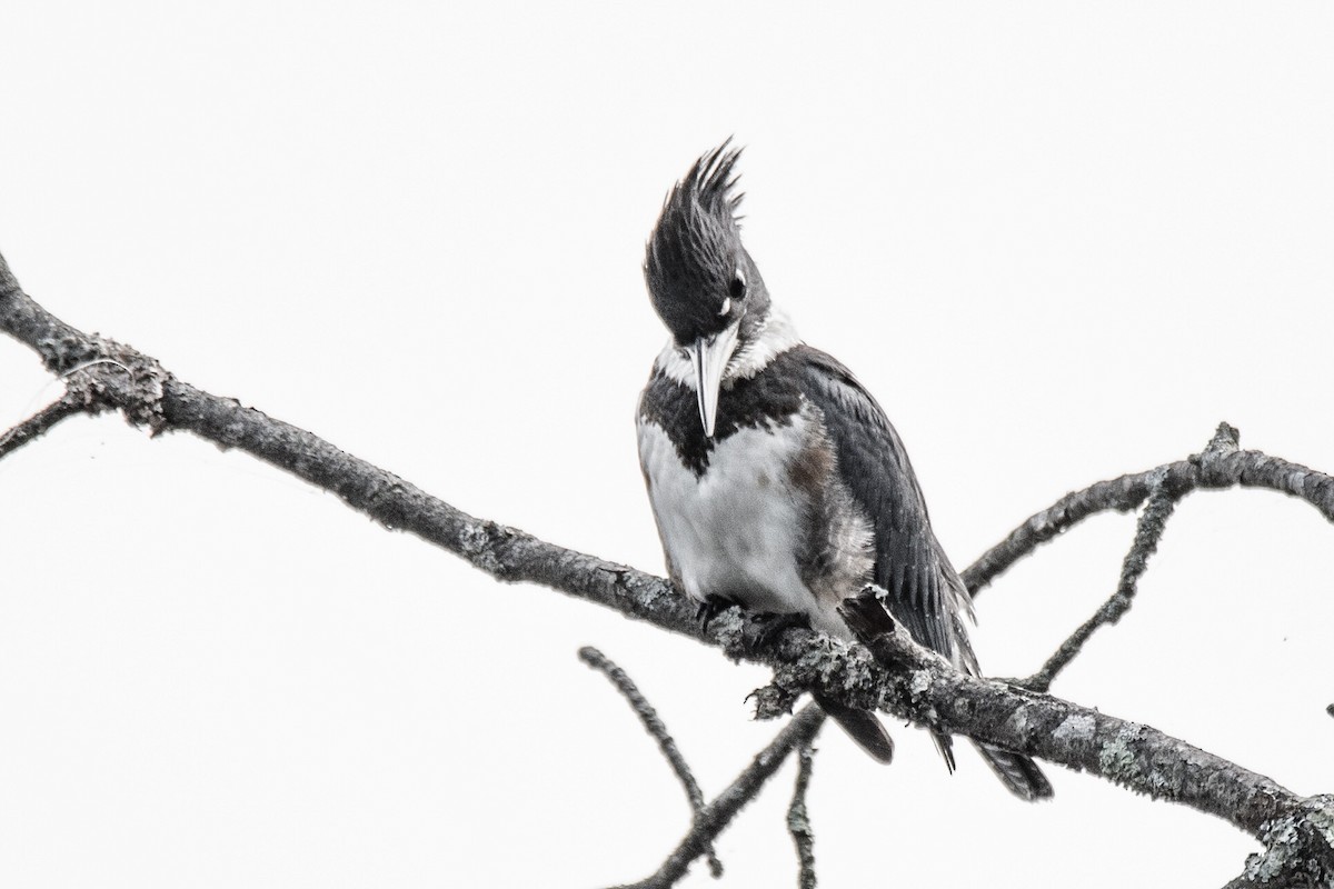 Belted Kingfisher - ML181289321