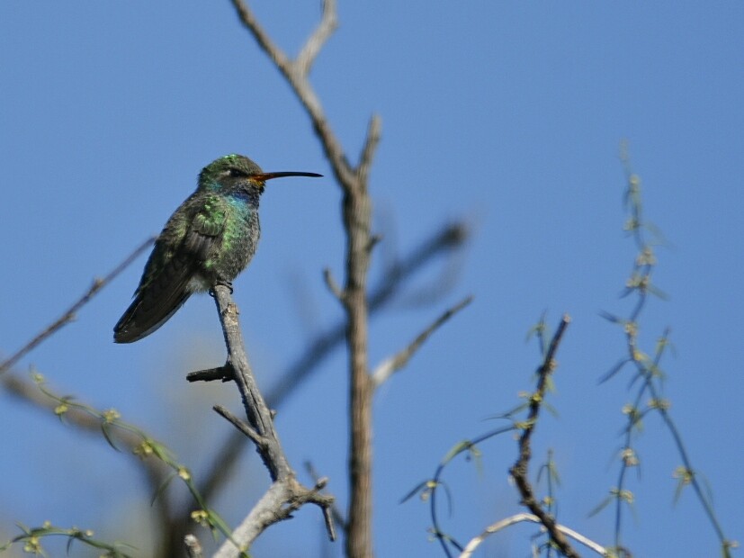 Broad-billed Hummingbird - ML181290111