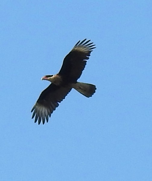 Crested Caracara (Northern) - Eric Haskell
