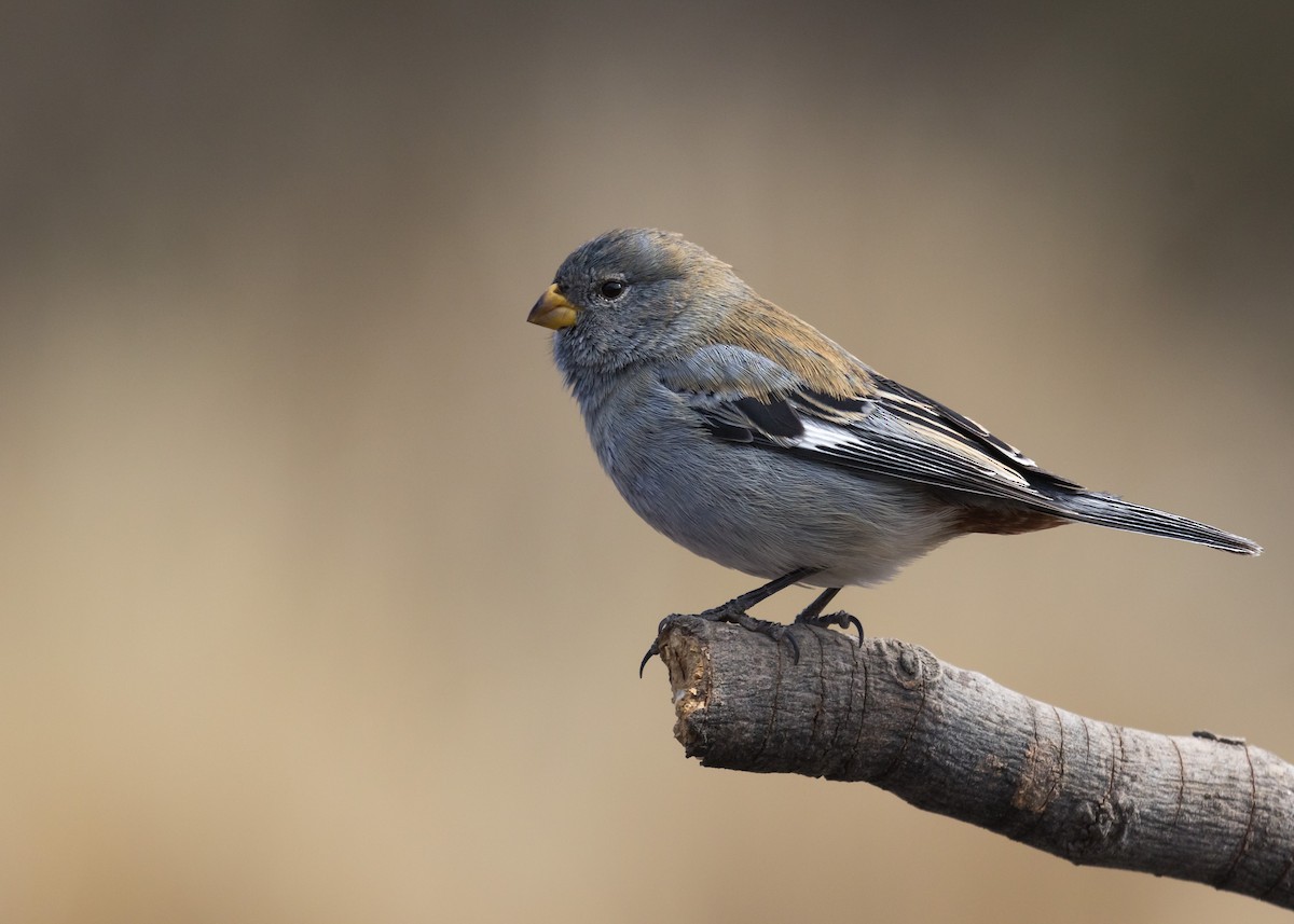 Band-tailed Seedeater - Martín  Perez