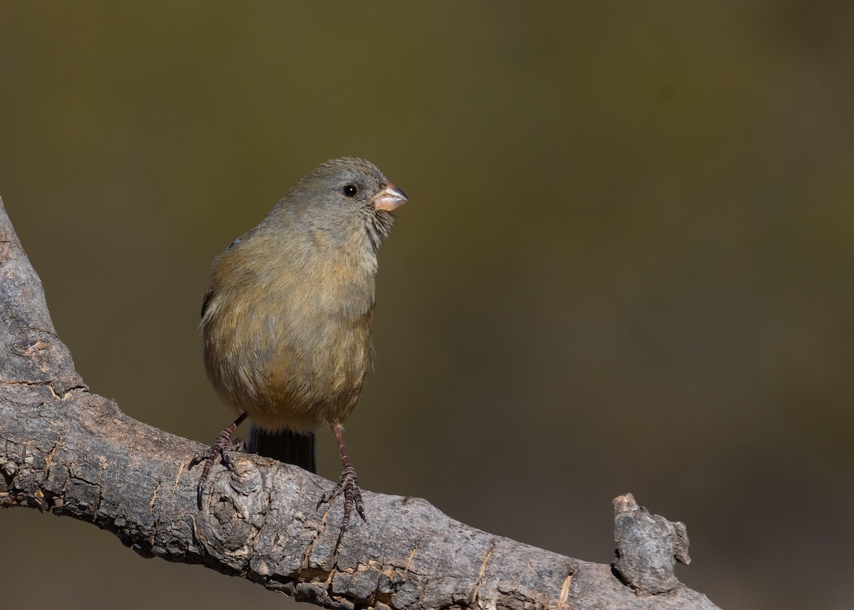Plain-colored Seedeater - ML181296131