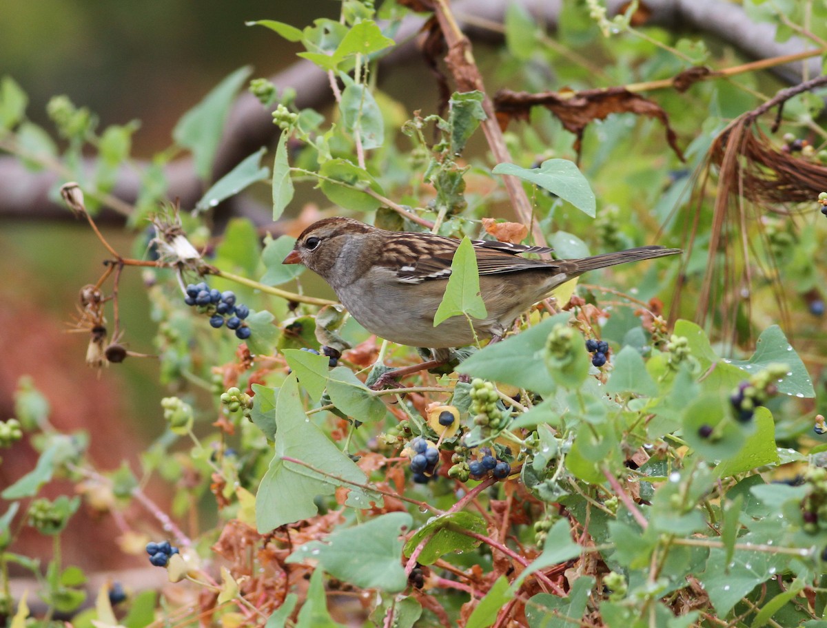 White-crowned Sparrow - ML181297801