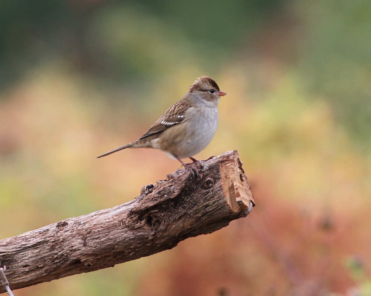 White-crowned Sparrow - Dan Burton