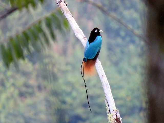 blue bird of paradise animal