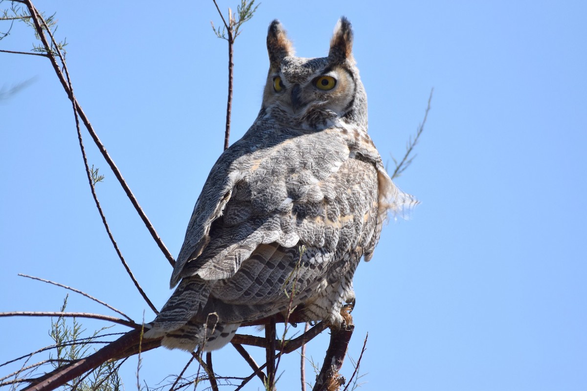 Great Horned Owl - Naresh Satyan
