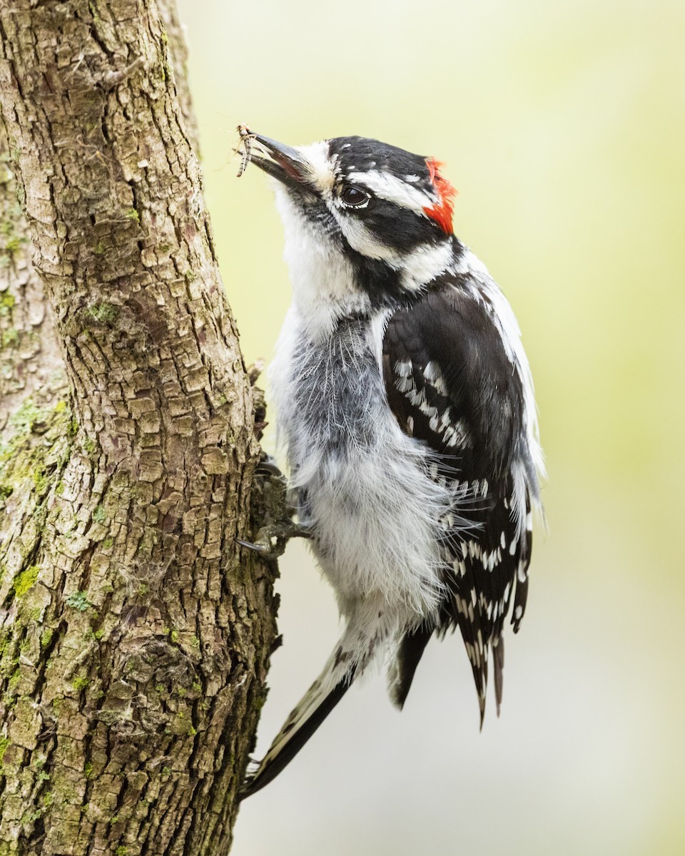 Downy Woodpecker - ML181305031