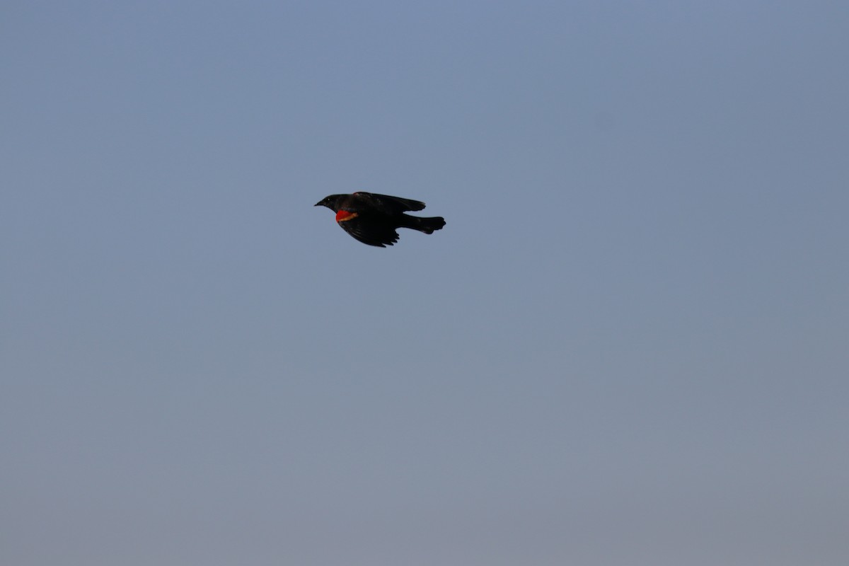 Red-winged Blackbird - K Dean Edwards