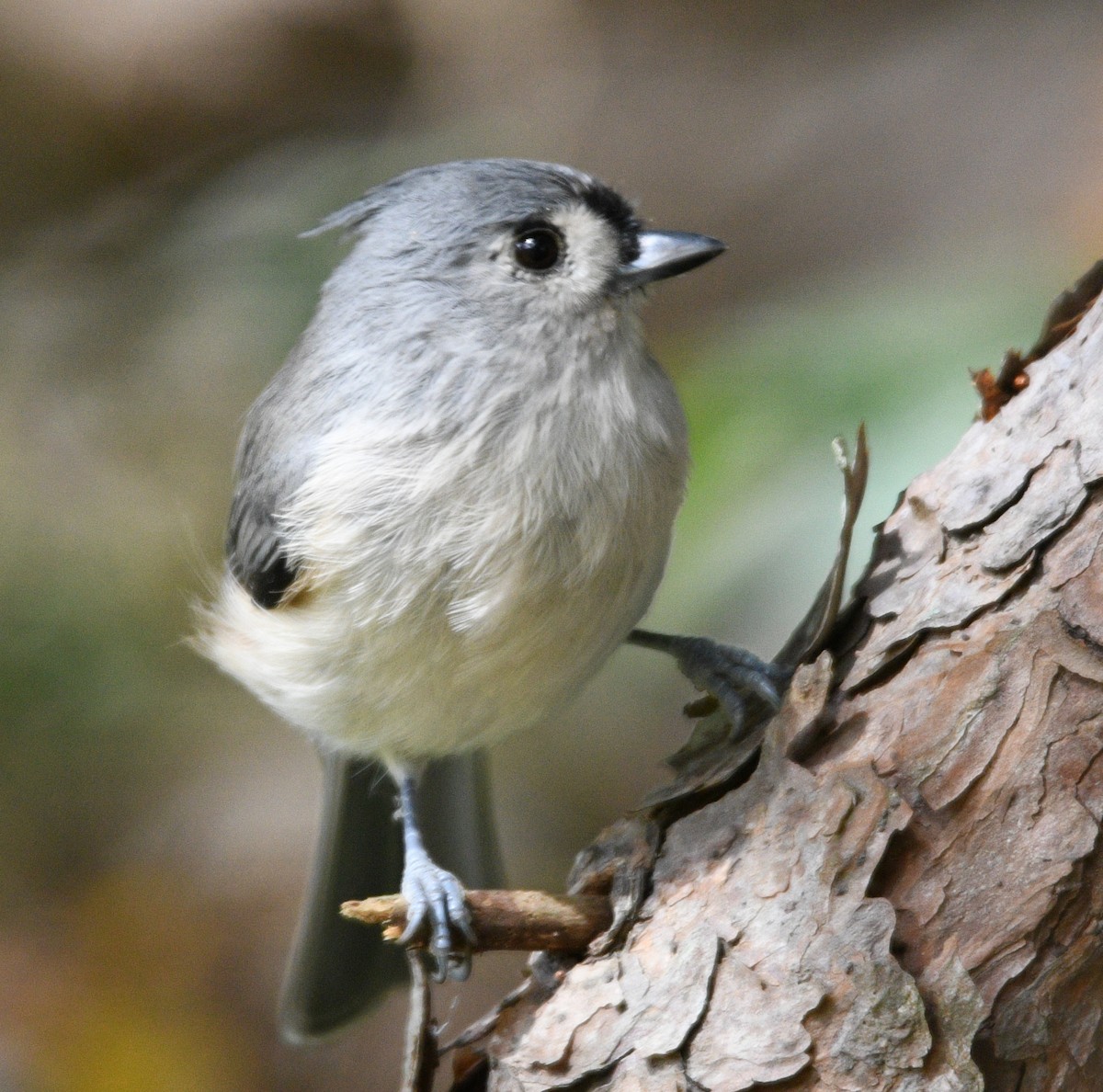Tufted Titmouse - Rick Spencer