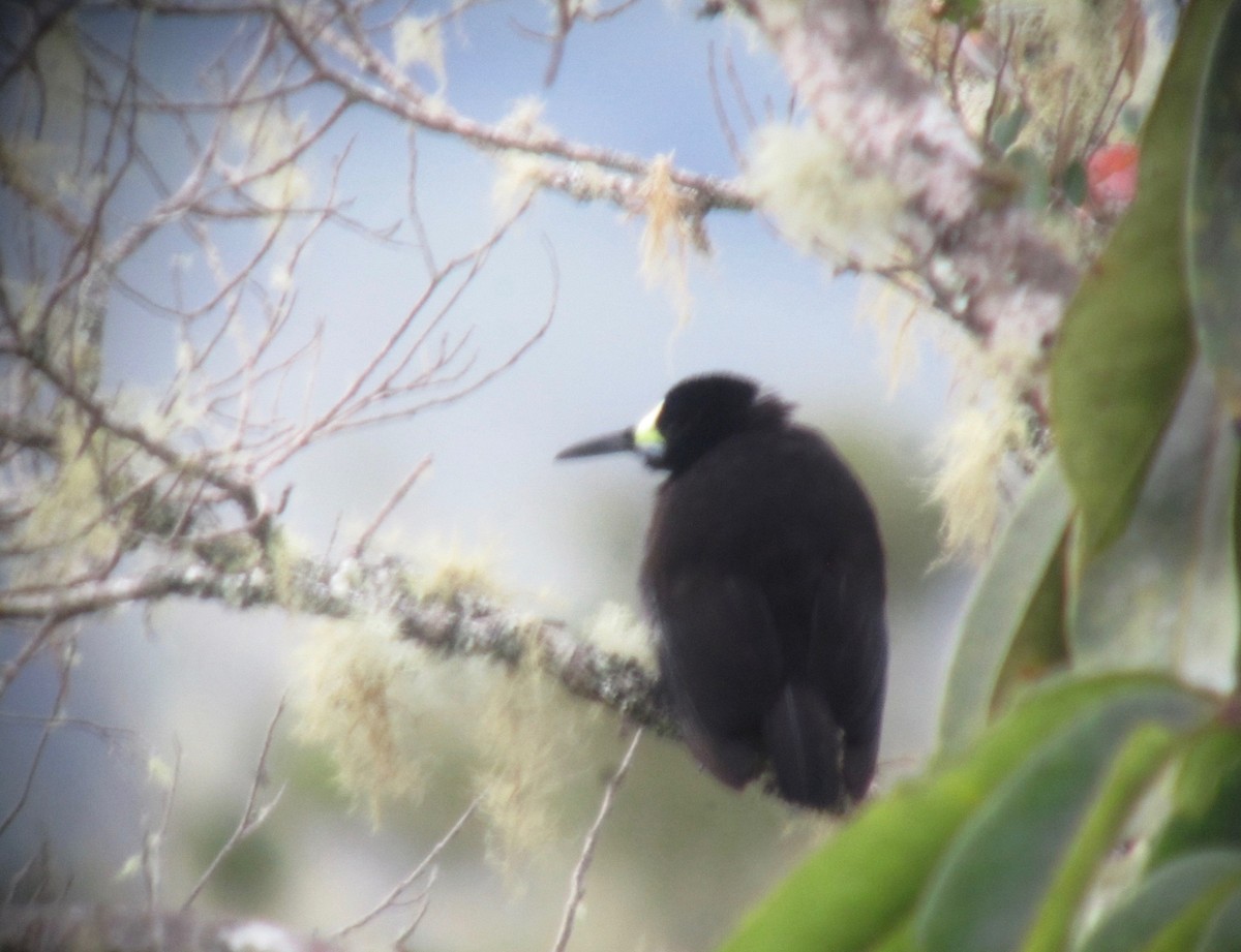 Short-tailed Paradigalla - Timo Mitzen