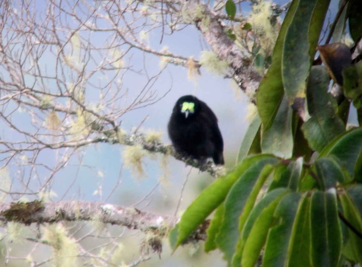 Short-tailed Paradigalla - Timo Mitzen