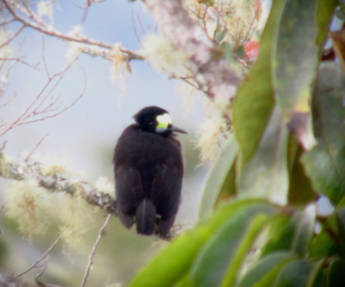 Short-tailed Paradigalla - Timo Mitzen