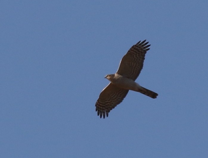 Eurasian Sparrowhawk - ML181316801