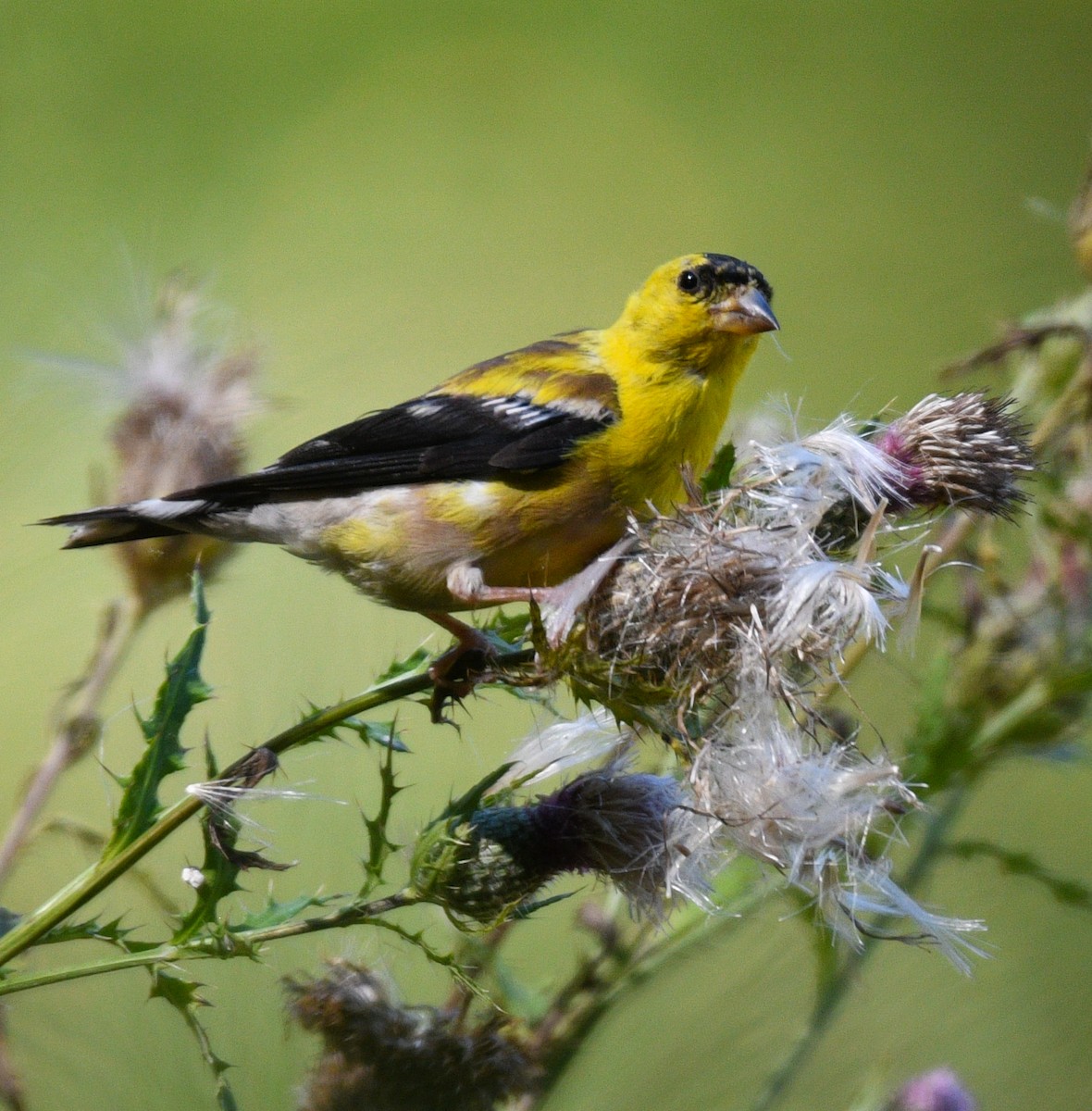 American Goldfinch - Rick Spencer