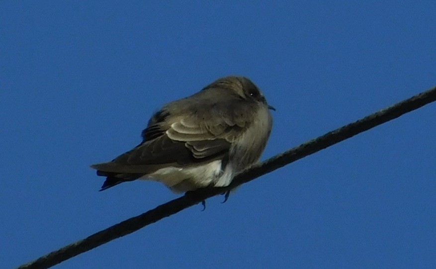 Northern Rough-winged Swallow - Mike & MerryLynn  Denny