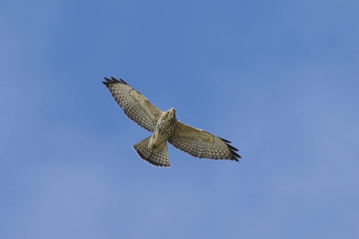 Broad-winged Hawk - Alison Hiers