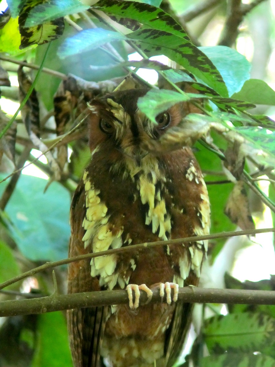 Feline Owlet-nightjar - ML181325691