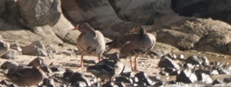 Greater White-fronted Goose - ML181328911