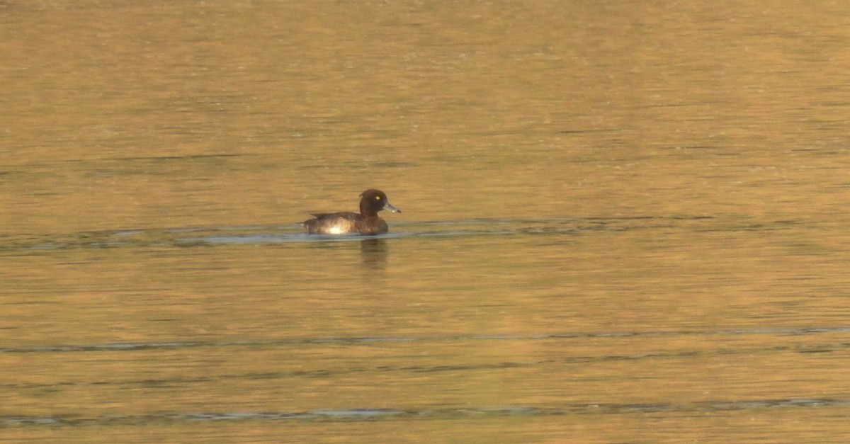 Tufted Duck - ML181329791