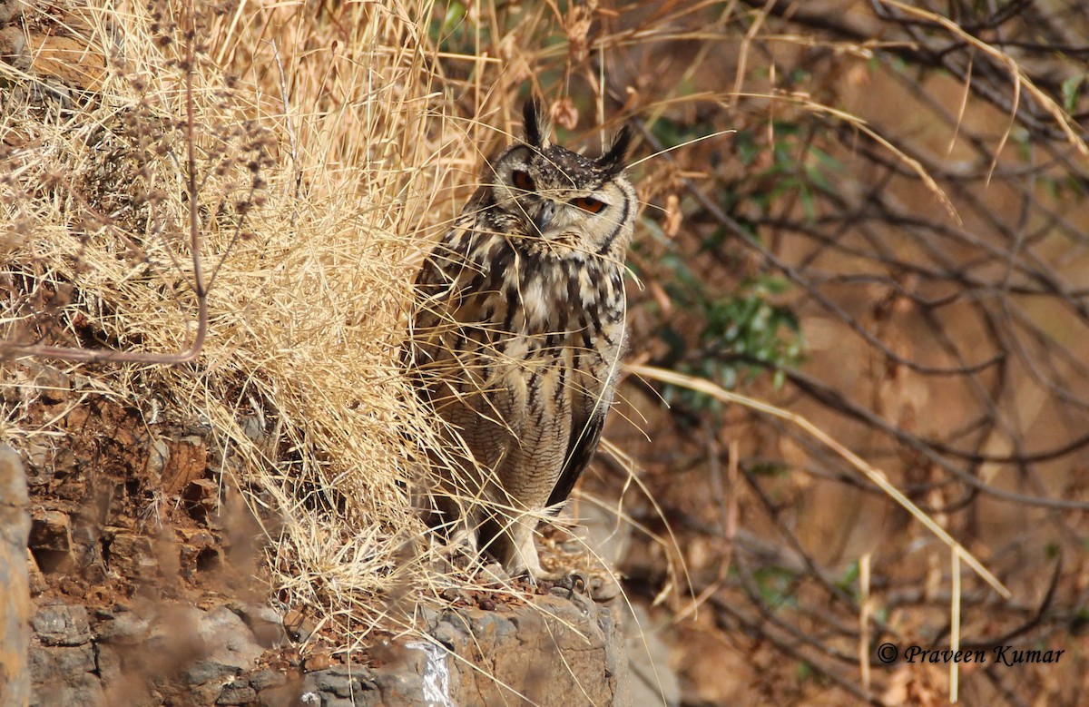 Rock Eagle-Owl - Praveen  Kumar