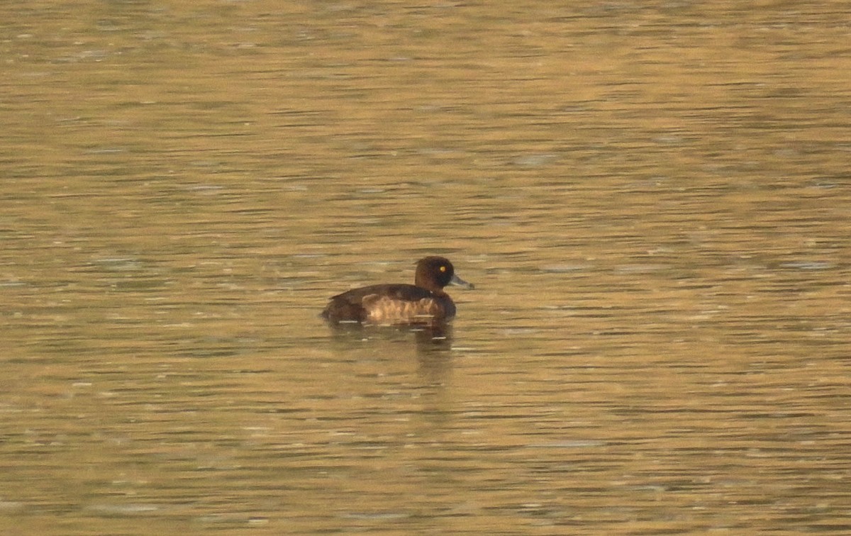 Tufted Duck - ML181330111