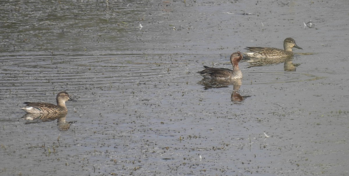 Green-winged Teal - ML181330181