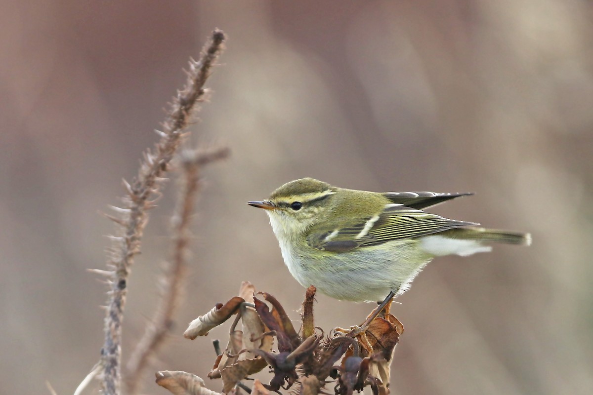 Yellow-browed Warbler - ML181330521