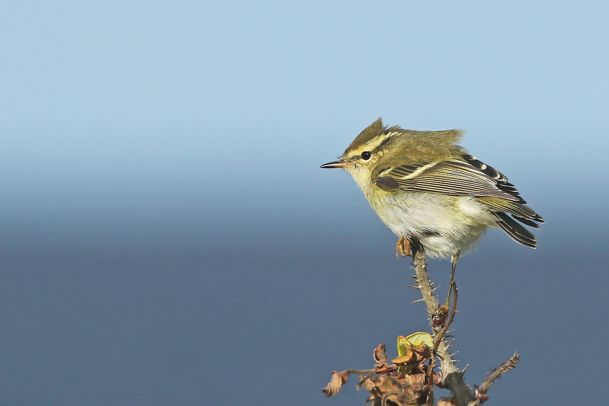 Yellow-browed Warbler - ML181330541