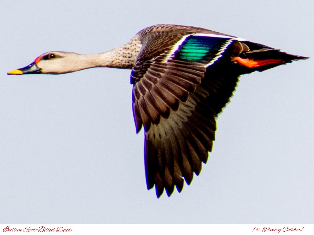 Indian Spot-billed Duck - ML181331141