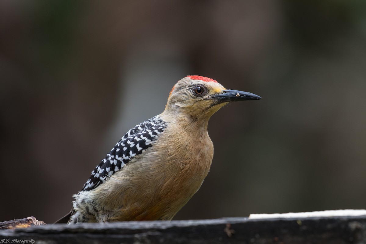 Red-crowned Woodpecker - Blair Dudeck