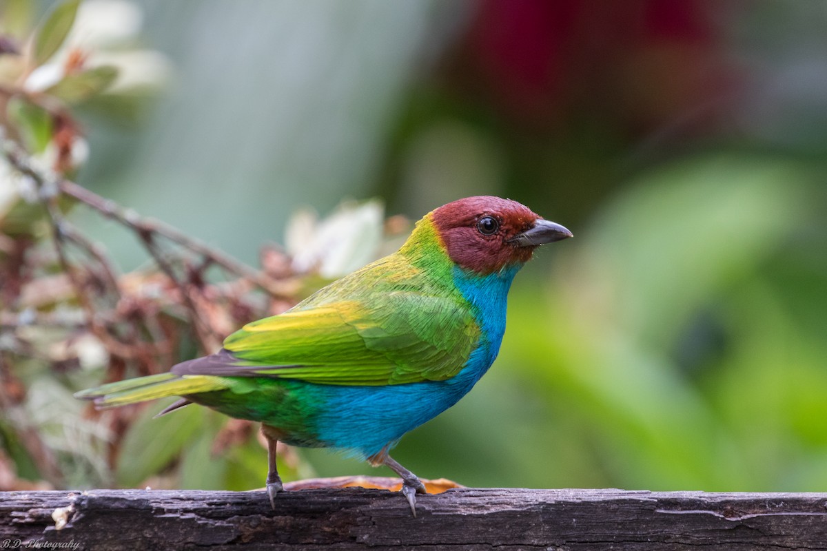 Bay-headed Tanager - ML181331331