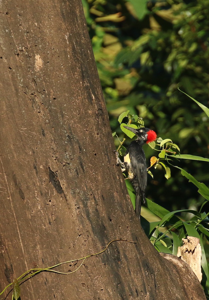 White-bellied Woodpecker - ML181331591