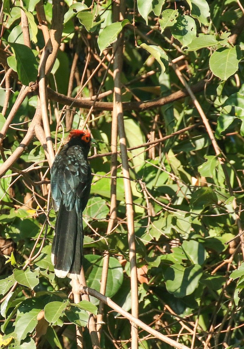 Red-crested Malkoha - ML181331641