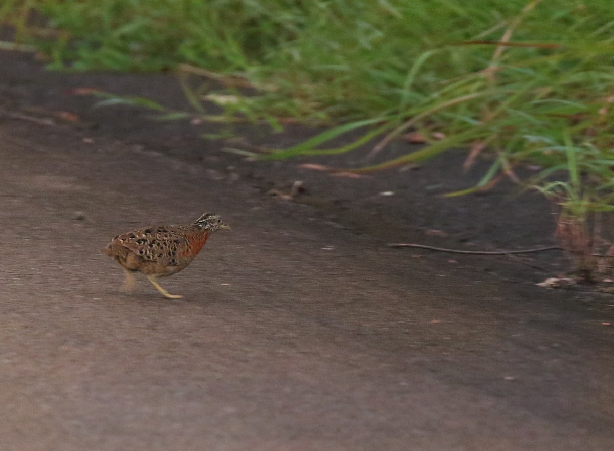 Spotted Buttonquail - ML181331741