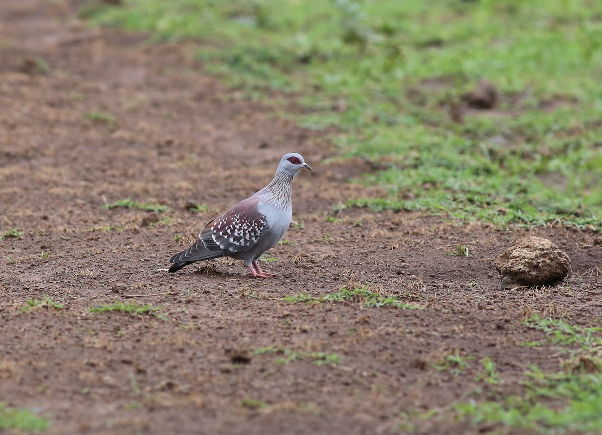 Speckled Pigeon - Fikret Ataşalan